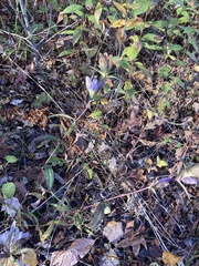 Gentiana saponaria