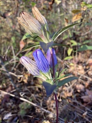 Gentiana saponaria