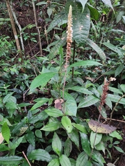 Microchilus
