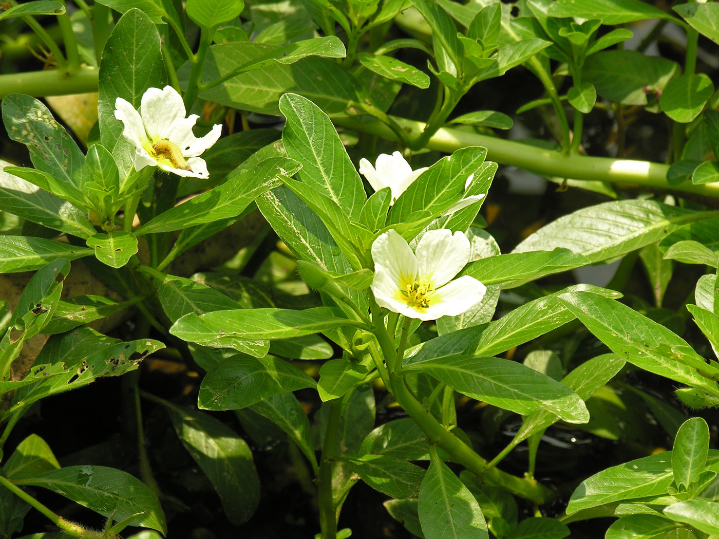 Ludwigia adscendens — ảnh 3