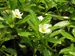Ludwigia adscendens
