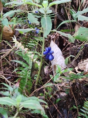 Coccocypselum lanceolatum