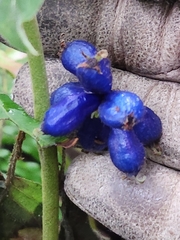 Coccocypselum lanceolatum