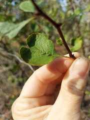 Crataegus michauxii