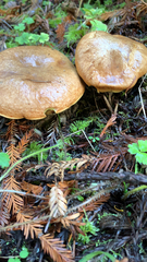 Suillus caerulescens