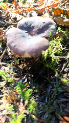 Laccaria amethysteo-occidentalis