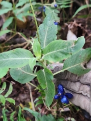 Coccocypselum lanceolatum