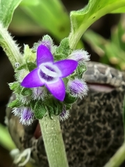 Coccocypselum lanceolatum