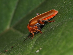 Cantharis