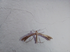 Singularia alternaria