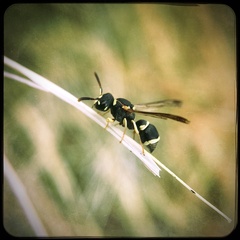 Antepipona