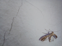 Singularia alternaria