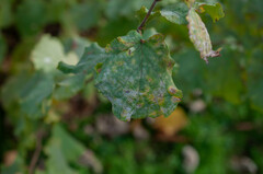 Erysiphe corylacearum