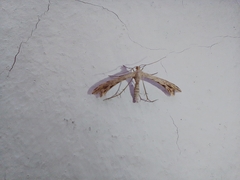 Singularia alternaria