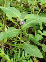 Coccocypselum lanceolatum