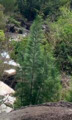 Casuarina cunninghamiana