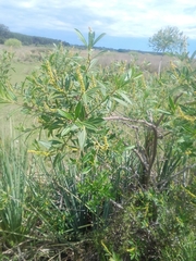 Sapium glandulosum