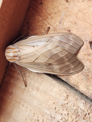 Amastus aconia