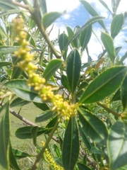 Sapium glandulosum