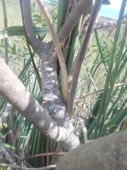 Sapium glandulosum