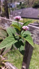 Lantana fucata