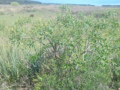 Sapium glandulosum