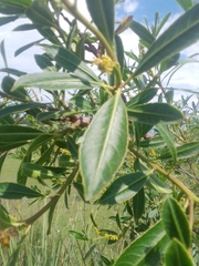 Sapium glandulosum