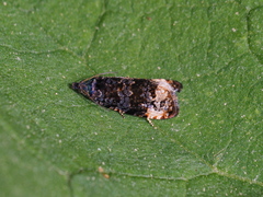 Endothenia