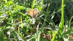 Zizeeria knysna