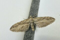 Eupithecia phoeniceata