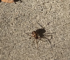 Steatoda