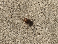 Steatoda