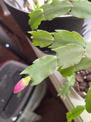 Schlumbergera