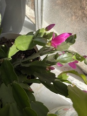 Schlumbergera