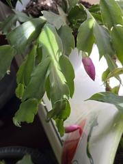 Schlumbergera