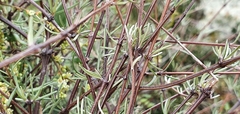 Olearia lineata