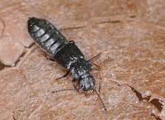 Anotylus rugosus