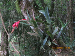 Aechmea nudicaulis