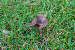 Pseudoclitocybe obbata