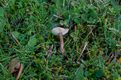 Calocybe carnea