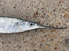 Hemiramphus brasiliensis