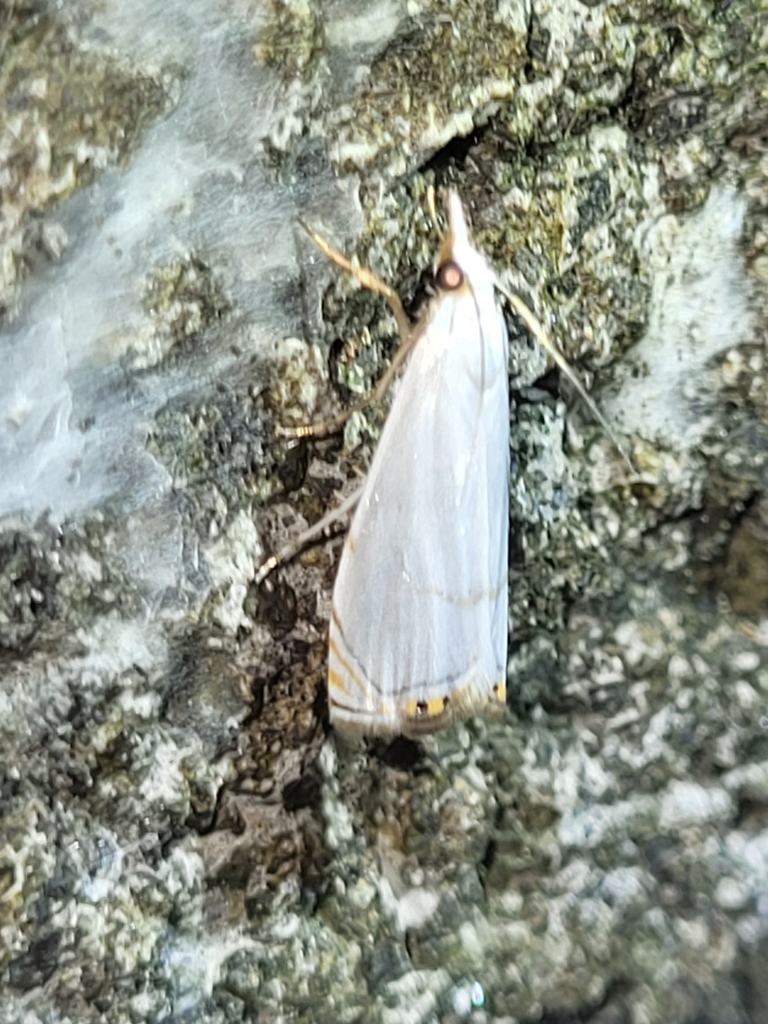 Microcrambon paphiellus