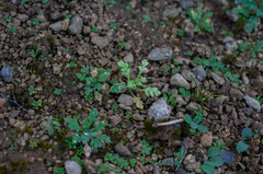 Peronospora arborescens