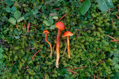 Hygrocybe insipida