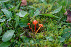 Hygrocybe insipida
