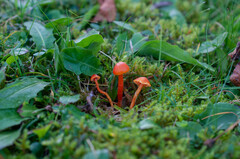 Hygrocybe insipida