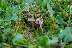 Dermoloma phaeopodium