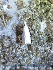 Microcrambon paphiellus