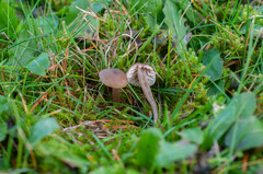 Dermoloma phaeopodium