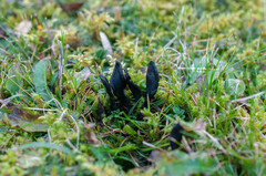 Geoglossum fallax